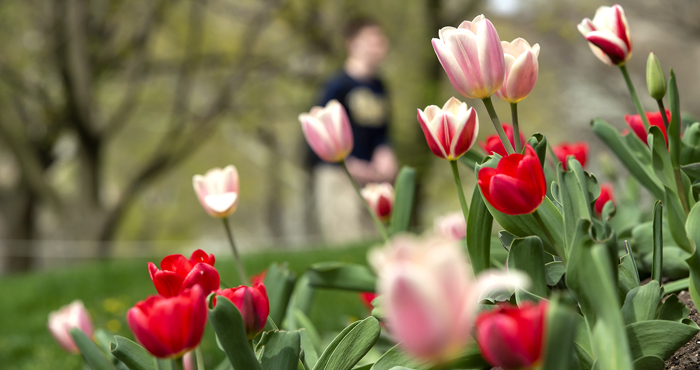 An array of pink and red flowers in the foreground with students in the back