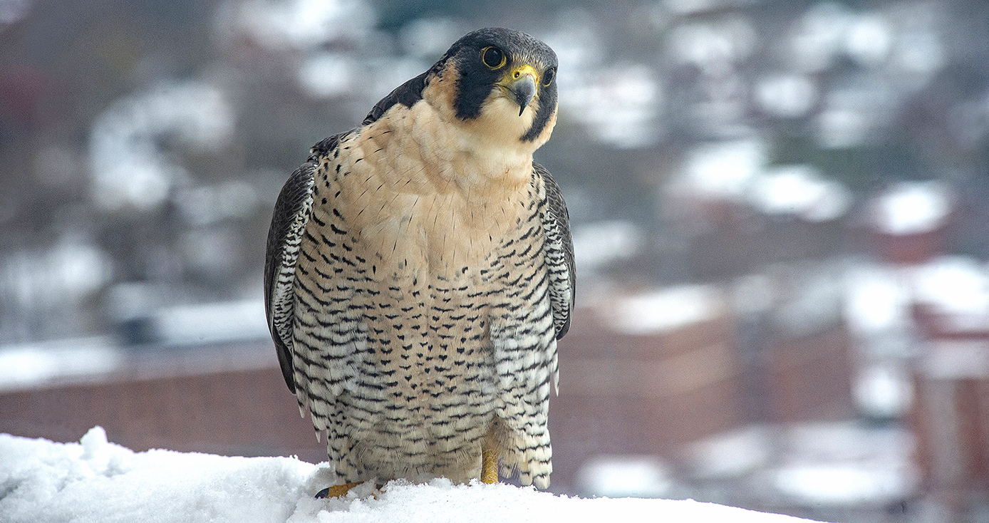 a falcon with her head slightly cocked