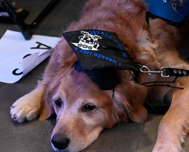 Dog lying on the floor, wearing a graduation cap