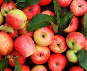 Apples and leaves