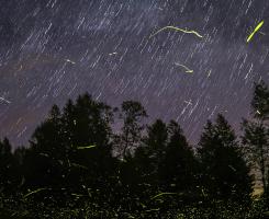 a night sky with fireflies streaking across the image