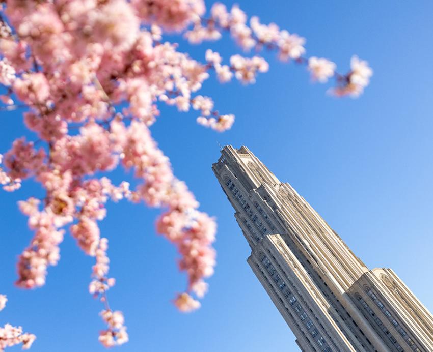 Cherry blossoms visible on a sunny day with the Cathedral of Learning in the background